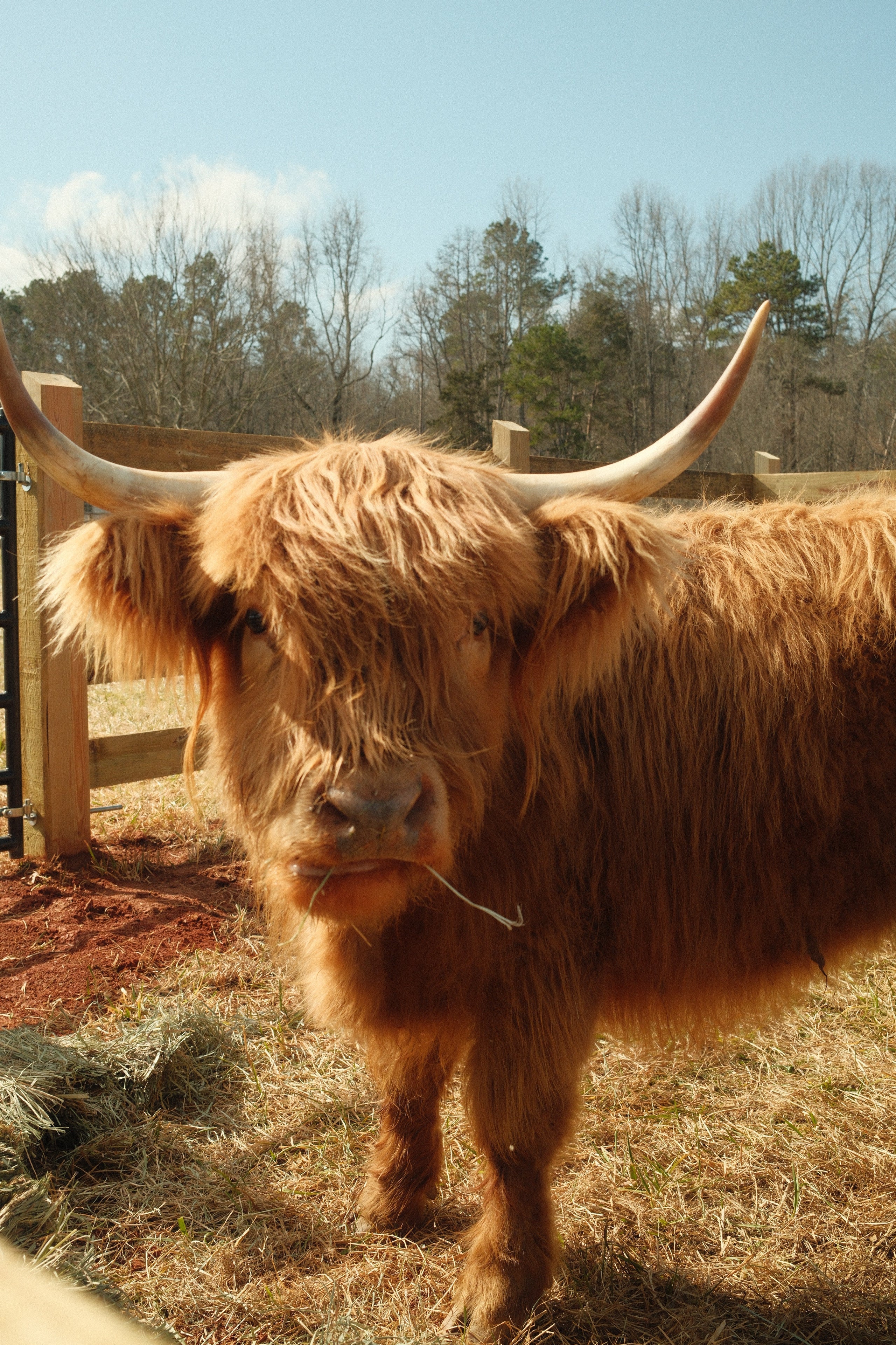 Inspiration and Primavera